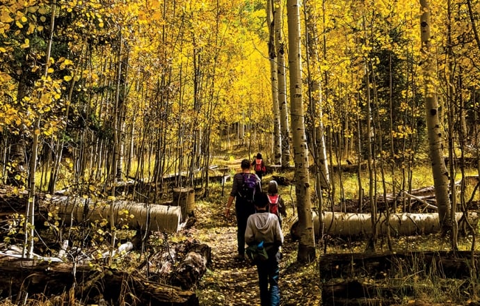 Hunting Near Pagosa Springs — Elk, Deer & Turkey | GMU 77 Guide